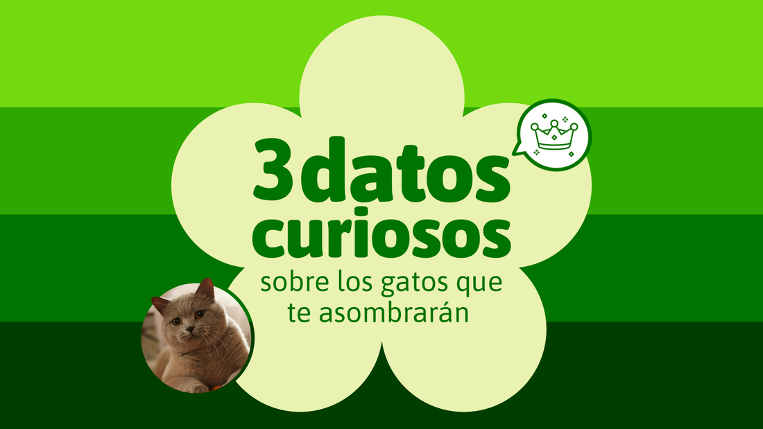 3 curiosidades sobre los gatos que resultan asombrosos